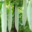 Mướp nhật tươi, an toàn VietGAP